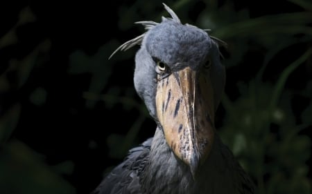 shoebill - head, animal, bird, shoebill