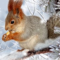 Winter Squirrel