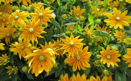 Yellow Flowers - flowers, yellow, plants, nature