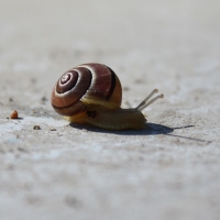 Snail