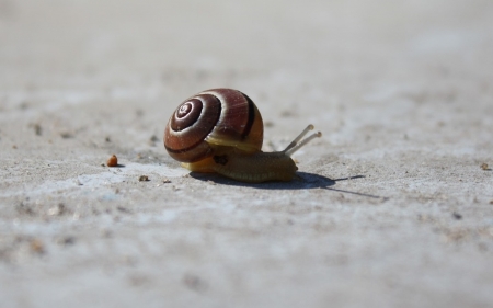 Snail - snail, animal, creepy, spiral