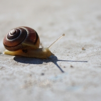 Snail