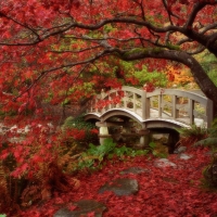 Autumn in Japan