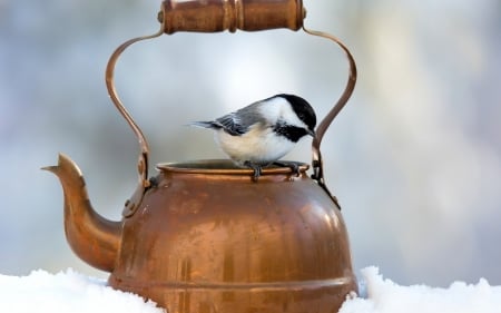 Little Bird - bokeh, snow, winter, kettle, bird