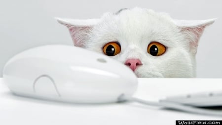 Cute Cat - white, yellow, cat, eyes, cute