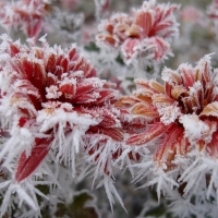 Winter flowers