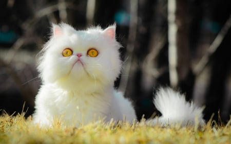 White kitten - cat, animal, funny, lawn