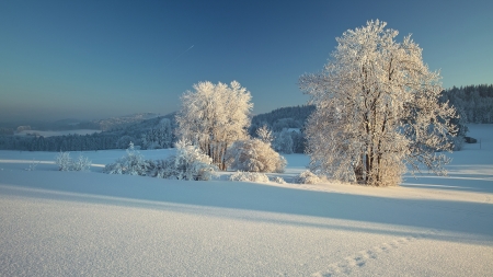 Winter landscape - nature, forest, trees, snow, winter