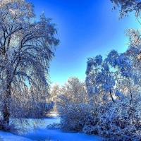 winter trees