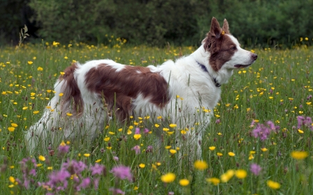 Dog in Meadow - flowers, dog, meadow, animal