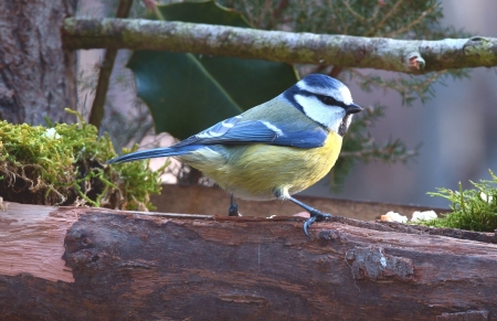 Blue Tit - pitigoi, blue tit, bird, yellow, pasari