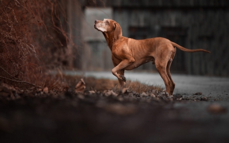 long road - dogs, cute, animals, puppies