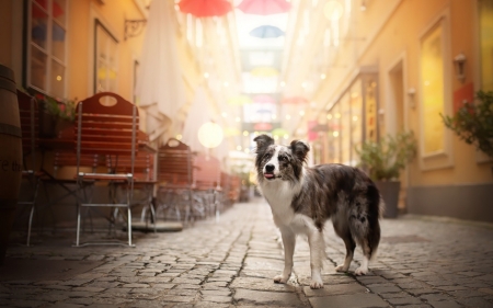 side street - cute, puppies, dogs, animals