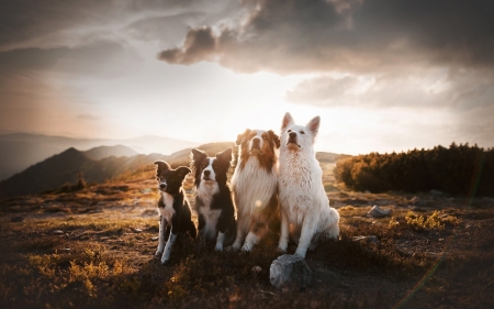 The Angels - dogs, cute, animals, puppies