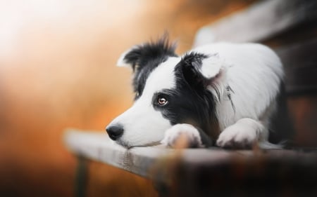 deep Thinker - cute, puppies, dogs, animals