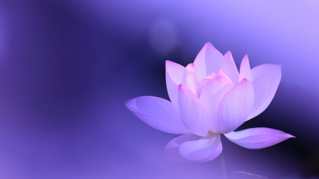 Wonder of Nature - flower, petals, blossom, waterlily