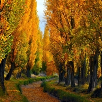 Autumn Path