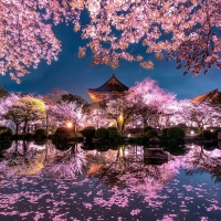 Sakura Blossom in Kyoto,Japan