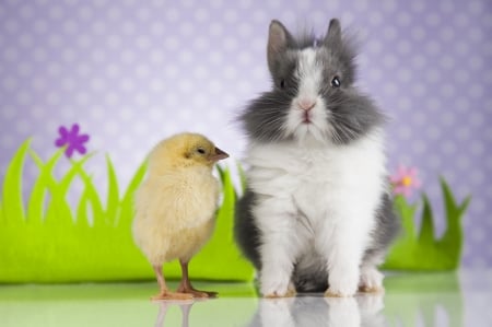 :-) - bird, rabbit, chicken, chick, bunny, easter, pasari, rodent, animal, cute