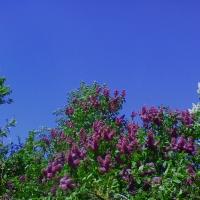 Purple beautiful blossom