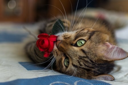 Cat on a Rose - valentine, cat, rose, red