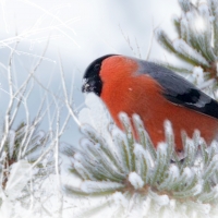 Winter Finch