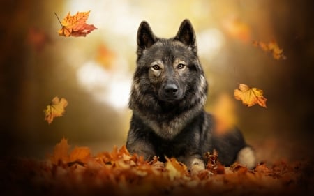 fallen leaves - cute, puppies, dogs, animals