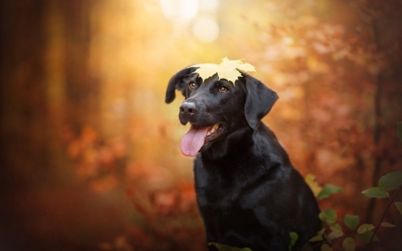 leaf on my head - dogs, cute, animals, puppies