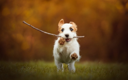 chase me - dogs, cute, animals, puppies