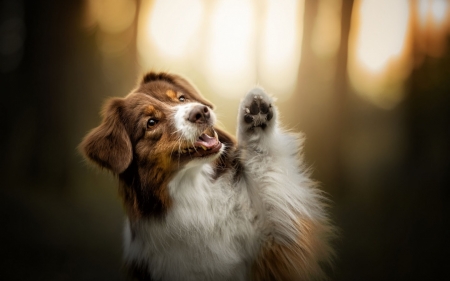 hello - dogs, australian shepherd, cute, animals