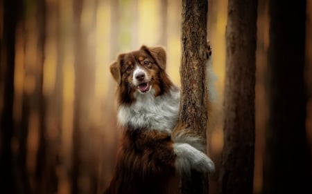 hug a tree - cute, puppies, dogs, animals