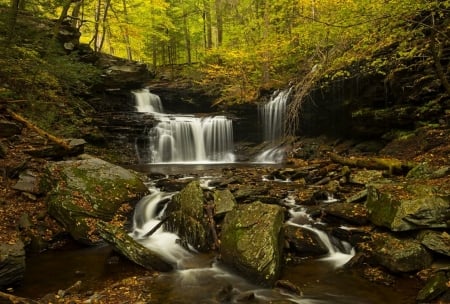 Forest waterfall - nature, forest, trees, waterfall