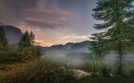 Mist - fog, nature, tree, mist