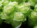 Green Roses