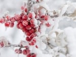 Winter berries