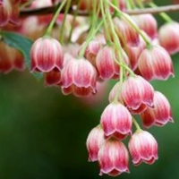 Pink Lily Of  Valley