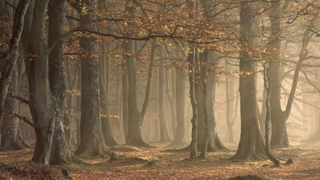 Soft ligth - forest, quiet, tree, wood, calm