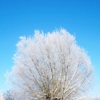 Frosted willow winter