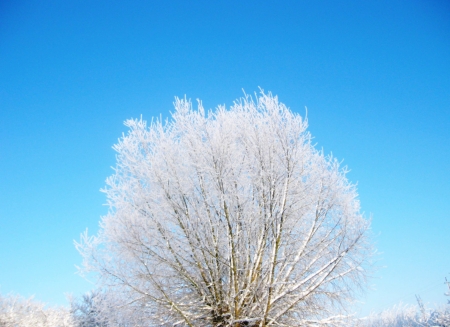 Frosted willow winter - winter frosted, frosted winter, willow winter, frosted willow