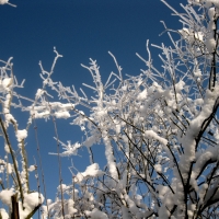 Frosted trees Winter