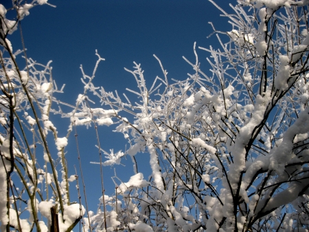 Frosted trees Winter - trees winter, frosted winter, forsted trees, frosted winter trees