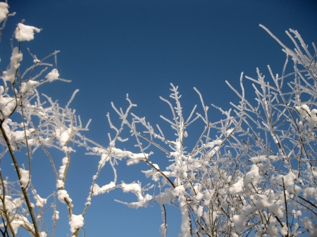 Magical Winter frosted trees - magical frosted, magical trees, magical winter frosted trees