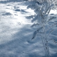 Snowy fields in winter