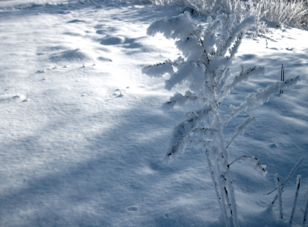 Snowy fields in winter - snowy fields, snowy winter, winter fields, fields winter