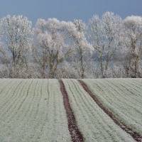 Frosty Field