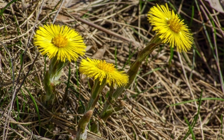 Coltsfoots - flowers, coltsfoots, spring, yellow