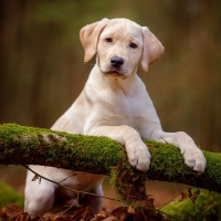 Labrador Retriever