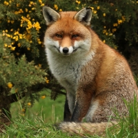 Smiling Fox