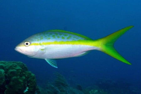 yellowtail snapper