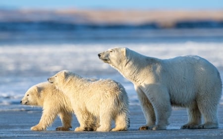 Polar Bears - cubs, mother, polar, bears